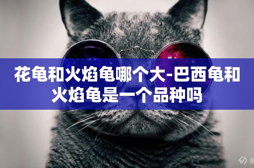 花龜和火焰龜哪個大-巴西龜和火焰龜是一個品種嗎