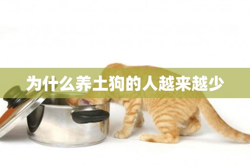 為什么養土狗的人越來越少