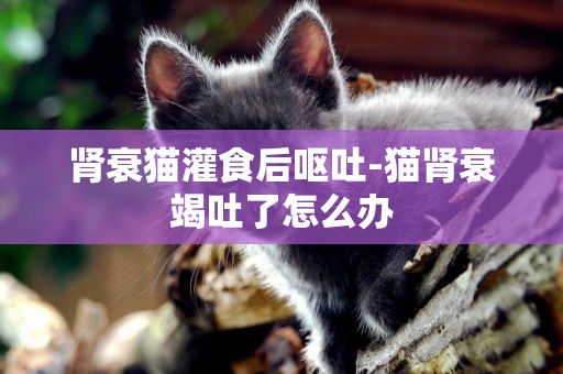 腎衰貓灌食后嘔吐-貓腎衰竭吐了怎么辦