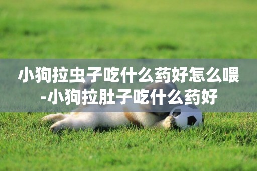 小狗拉蟲子吃什么藥好怎么喂-小狗拉肚子吃什么藥好