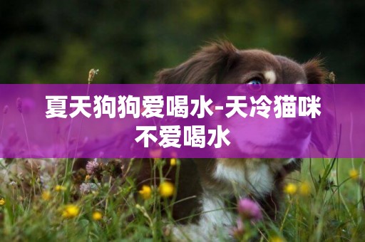 夏天狗狗愛喝水-天冷貓咪不愛喝水