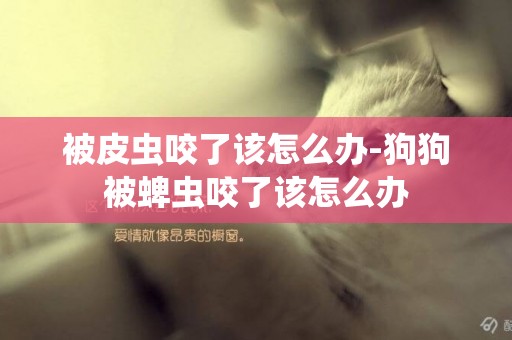 被皮蟲咬了該怎么辦-狗狗被蜱蟲咬了該怎么辦