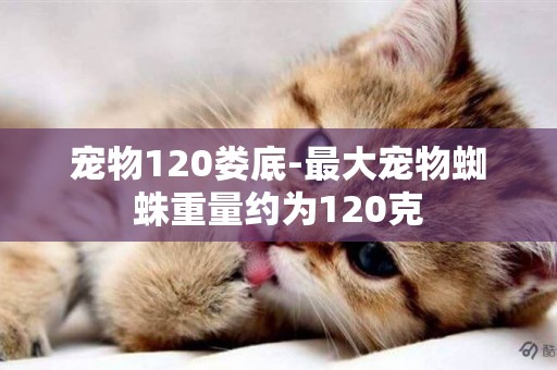 寵物120婁底-最大寵物蜘蛛重量約為120克