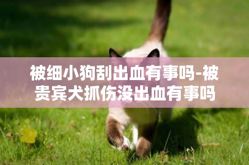 被細小狗刮出血有事嗎-被貴賓犬抓傷沒出血有事嗎