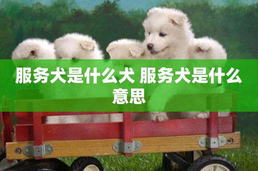 服務犬是什么犬 服務犬是什么意思