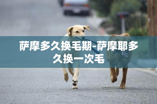 薩摩多久換毛期-薩摩耶多久換一次毛