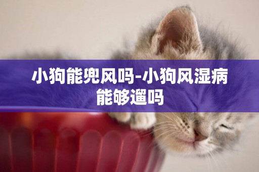 小狗能兜風嗎-小狗風濕病能夠遛嗎