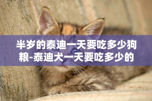 半歲的泰迪一天要吃多少狗糧-泰迪犬一天要吃多少的狗糧