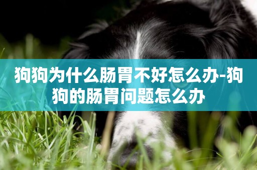 狗狗為什么腸胃不好怎么辦-狗狗的腸胃問題怎么辦