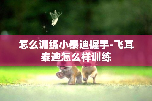 怎么訓練小泰迪握手-飛耳泰迪怎么樣訓練