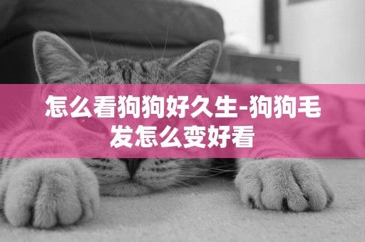 怎么看狗狗好久生-狗狗毛發怎么變好看