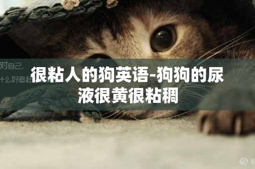 很粘人的狗英語-狗狗的尿液很黃很粘稠