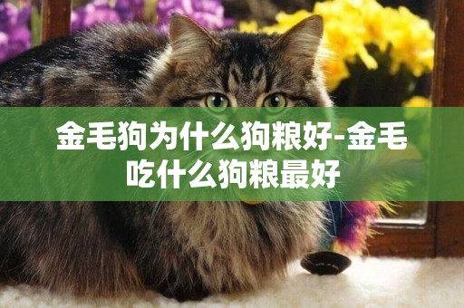 金毛狗為什么狗糧好-金毛吃什么狗糧最好