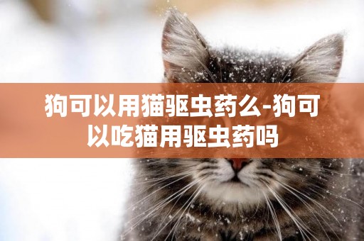 狗可以用貓驅蟲藥么-狗可以吃貓用驅蟲藥嗎