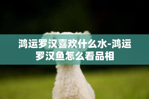 鴻運羅漢喜歡什么水-鴻運羅漢魚怎么看品相