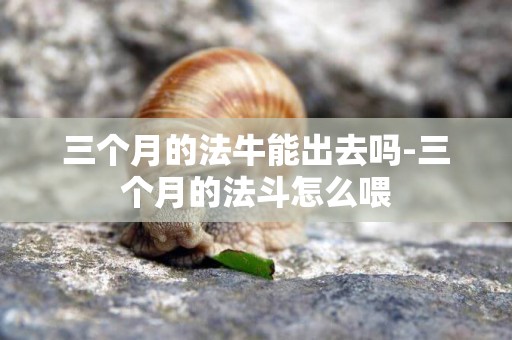 三個月的法牛能出去嗎-三個月的法斗怎么喂