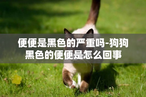 便便是黑色的嚴重嗎-狗狗黑色的便便是怎么回事