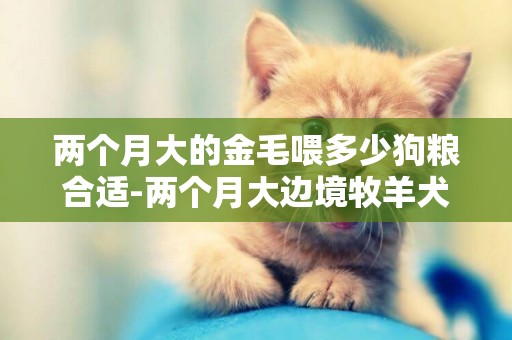 兩個月大的金毛喂多少狗糧合適-兩個月大邊境牧羊犬一頓喂多少狗糧合適
