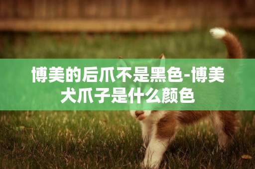 博美的后爪不是黑色-博美犬爪子是什么顏色
