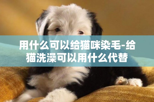 用什么可以給貓咪染毛-給貓洗澡可以用什么代替