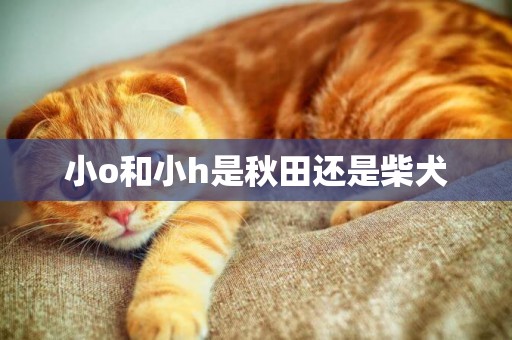 小o和小h是秋田還是柴犬