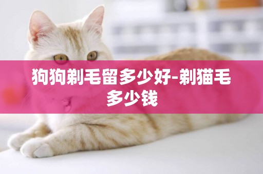 狗狗剃毛留多少好-剃貓毛多少錢