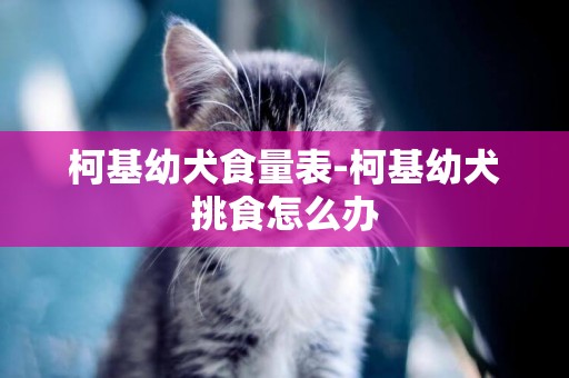 柯基幼犬食量表-柯基幼犬挑食怎么辦