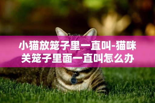 小貓放籠子里一直叫-貓咪關籠子里面一直叫怎么辦
