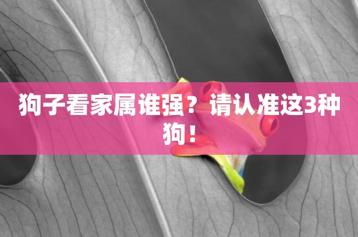 狗子看家屬誰強？請認準這3種狗！