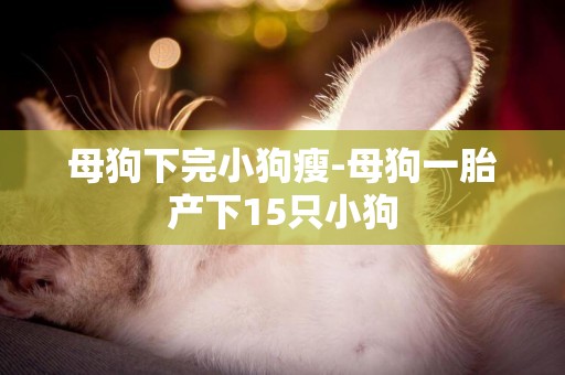 母狗下完小狗瘦-母狗一胎產下15只小狗