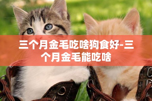三個月金毛吃啥狗食好-三個月金毛能吃啥