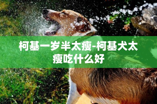 柯基一歲半太瘦-柯基犬太瘦吃什么好