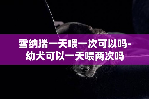 雪納瑞一天喂一次可以嗎-幼犬可以一天喂兩次嗎
