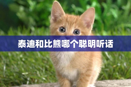 泰迪和比熊哪個聰明聽話