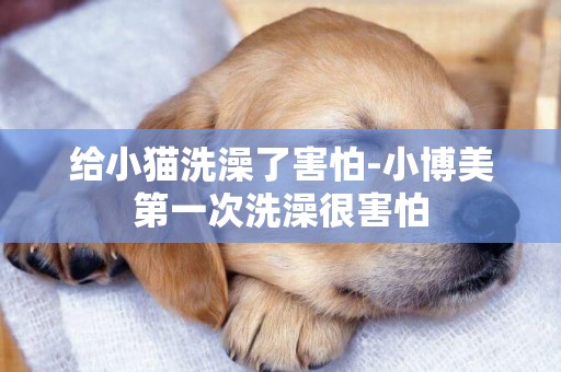 給小貓洗澡了害怕-小博美第一次洗澡很害怕