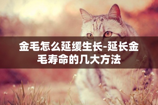 金毛怎么延緩生長-延長金毛壽命的幾大方法