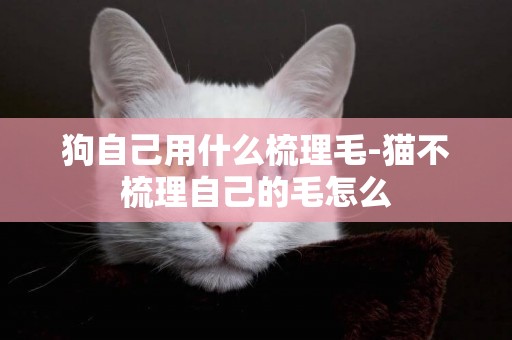 狗自己用什么梳理毛-貓不梳理自己的毛怎么