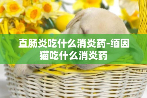 直腸炎吃什么消炎藥-緬因貓吃什么消炎藥
