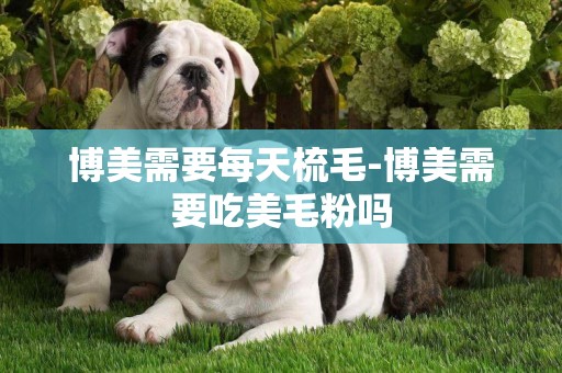 博美需要每天梳毛-博美需要吃美毛粉嗎