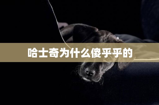 哈士奇為什么傻乎乎的