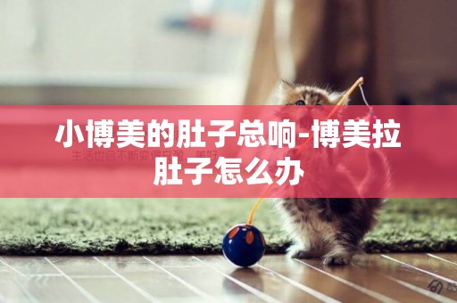 小博美的肚子總響-博美拉肚子怎么辦