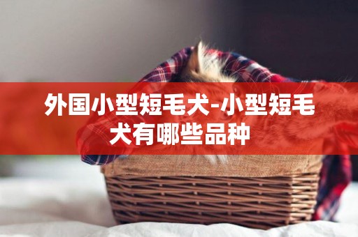 外國小型短毛犬-小型短毛犬有哪些品種