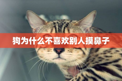狗為什么不喜歡別人摸鼻子