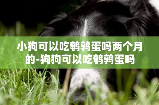 小狗可以吃鵪鶉蛋嗎兩個月的-狗狗可以吃鵪鶉蛋嗎