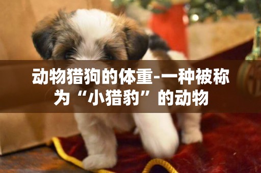 動物獵狗的體重-一種被稱為“小獵豹”的動物