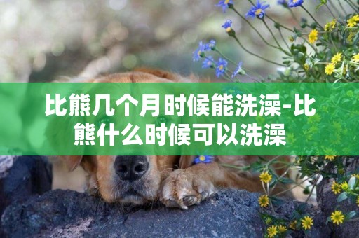 比熊幾個月時候能洗澡-比熊什么時候可以洗澡