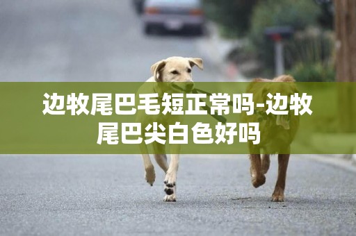 邊牧尾巴毛短正常嗎-邊牧尾巴尖白色好嗎