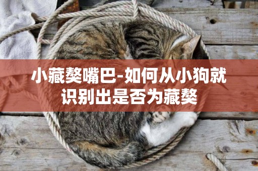 小藏獒嘴巴-如何從小狗就識別出是否為藏獒