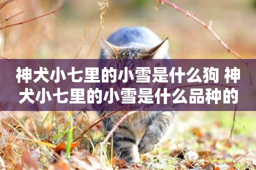 神犬小七里的小雪是什么狗 神犬小七里的小雪是什么品種的