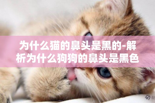 為什么貓的鼻頭是黑的-解析為什么狗狗的鼻頭是黑色的